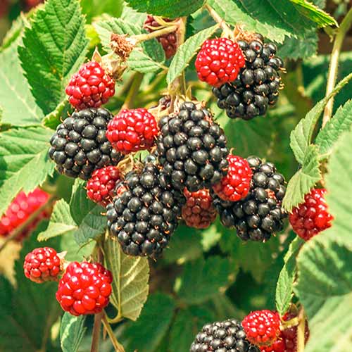 Mustikas Loch Ness, Р9 interface.image 1 interface.art 7651