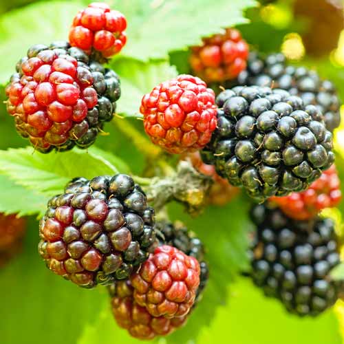 Mustikas Tricolor interface.art foto 1 Mustikas Tricolor interface.image 1 interface.art 5835