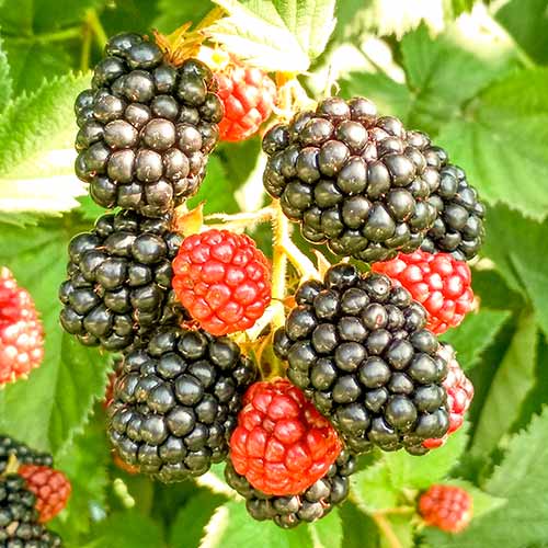 Mustikas Triple Crown interface.image 1 interface.art 8020