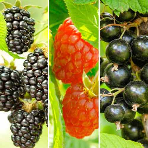 Mustikataime komplekt Smoothie, 3 istikut interface.image 1 interface.art 5847