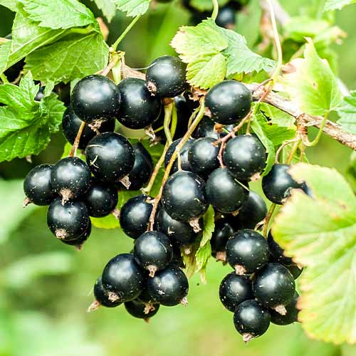 Mustsõstar Big Ben, Р9 interface.image 1 interface.art 7575