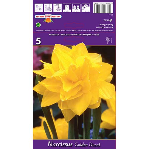 Nartsiss Golden Ducat interface.art foto 1 Nartsiss Golden Ducat interface.image 1 interface.art 68096