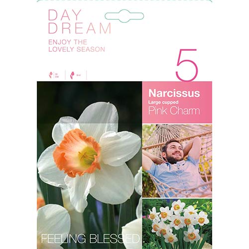 Nartsiss Pink Charm interface.art foto 1 Nartsiss Pink Charm interface.image 1 interface.art 67426