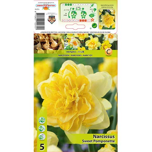 Nartsiss Sweet Pomponette interface.art foto 1 Nartsiss Sweet Pomponette interface.image 1 interface.art 67414