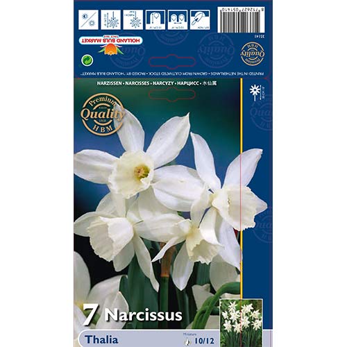Nartsiss Thalia interface.art foto 1 Nartsiss Thalia interface.image 1 interface.art 70236