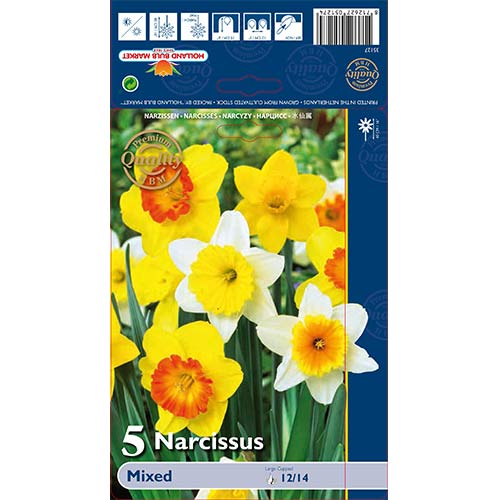 Nartsissitrompet, segu interface.art foto 1 Nartsissitrompet, segu interface.image 1 interface.art 67665