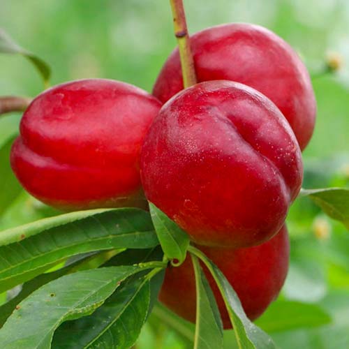 Nektariin Late Love, С2 interface.image 1 interface.art 1629