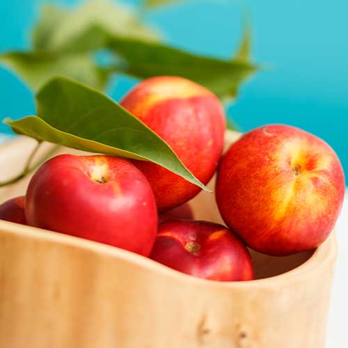 Nektariin Star Coral, C2 interface.image 1 interface.art 9685