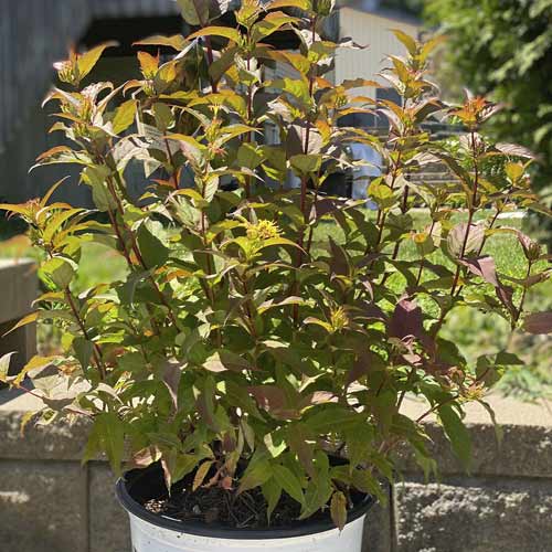 Ojadiervilla Kodiak Red ®, С3 interface.image 1 interface.art 8525