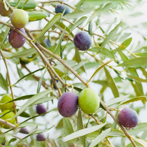 Oliivipuu Amfisis, C2 interface.image 1 interface.art 9679