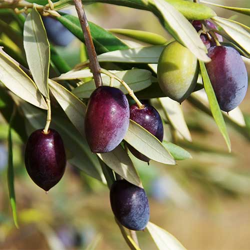 Oliivipuu Arbequina, С2 interface.image 1 interface.art 7964