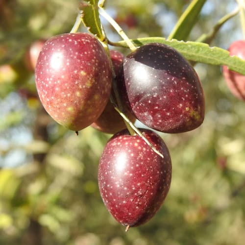 Oliivipuu Carolea, C2 interface.image 1 interface.art 9680