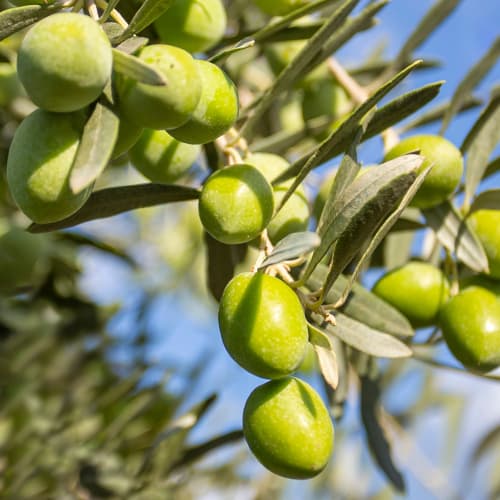 Oliivipuu Damaskinati, C2 interface.image 1 interface.art 9682