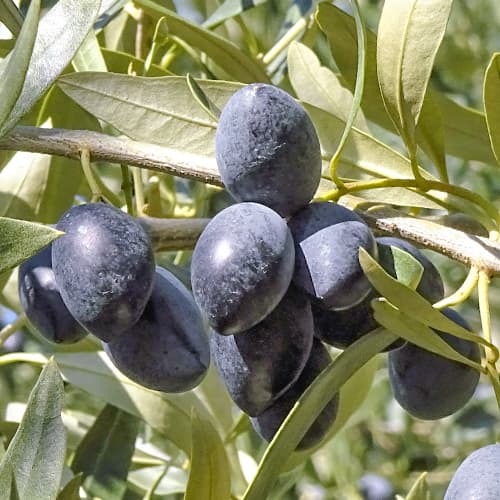 Oliivipuu Kalamon, C2 interface.image 1 interface.art 9683