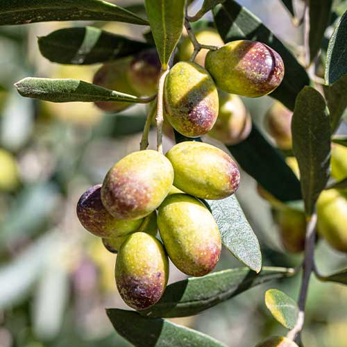 Oliivipuu Prodromoy, С2 interface.image 1 interface.art 7963