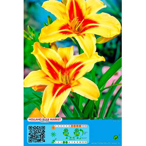 Päevaliilia Bonanza interface.art foto 1 Päevaliilia Bonanza interface.image 1 interface.art 76454