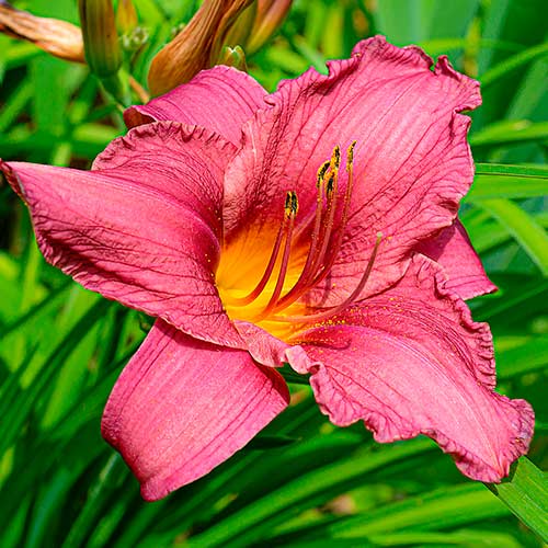 Päevaliilia (Hemerocallis) Dark Pink interface.art foto 1 Päevaliilia (Hemerocallis) Dark Pink interface.image 1 interface.art 2049