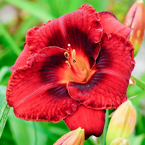Päevaliilia (Hemerocallis) Dark red interface.art foto 1 Päevaliilia (Hemerocallis) Dark red interface.image 1 interface.art 2047