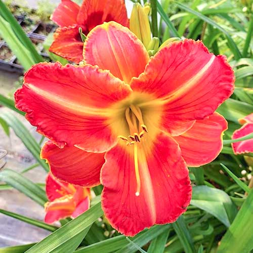 Päevaliilia (Hemerocallis) Orange interface.art foto 1 Päevaliilia (Hemerocallis) Orange interface.image 1 interface.art 2051