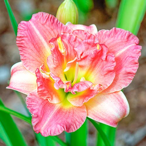 Päevaliilia (Hemerocallis) Pink interface.art foto 1 Päevaliilia (Hemerocallis) Pink interface.image 1 interface.art 2048
