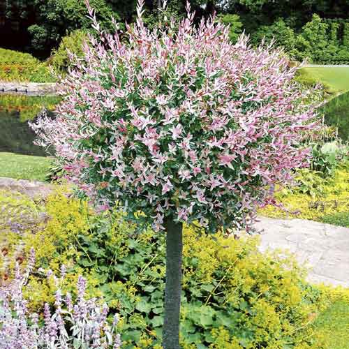 Paju Hakuro Nishiki, С3 interface.image 1 interface.art 7713