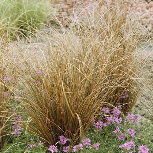 Paruktarn Red Rooster PBR, С3 interface.art foto 1 Paruktarn Red Rooster PBR, С3 interface.image 1 interface.art 8519