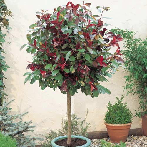 Photinia Little Red Robin, C3 interface.art foto 1 Photinia Little Red Robin, C3 interface.image 1 interface.art 7725