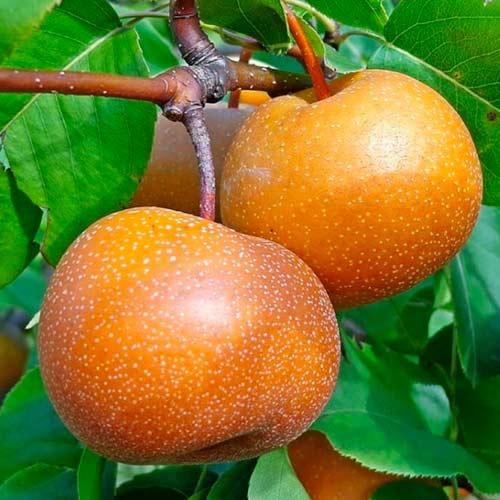 Pirn Nashi interface.art foto 1 Pirn Nashi interface.image 1 interface.art 1625