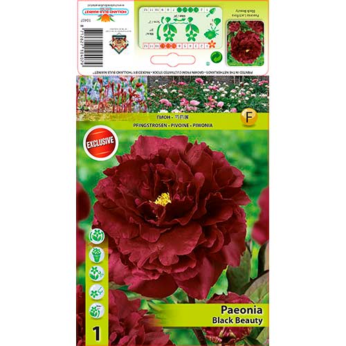 Pojeng Black Beauty interface.image 1 interface.art 76335