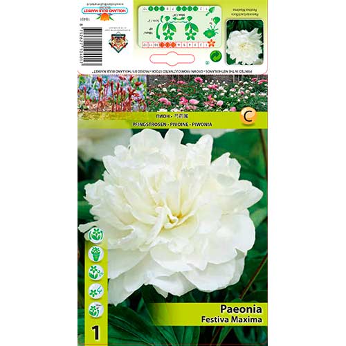 Pojeng Festiva Maxima interface.image 1 interface.art 76337