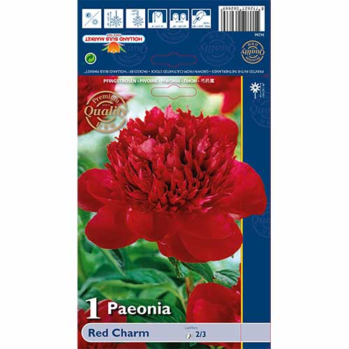 Pojeng Red Charm interface.art foto 1 Pojeng Red Charm interface.image 1 interface.art 76132