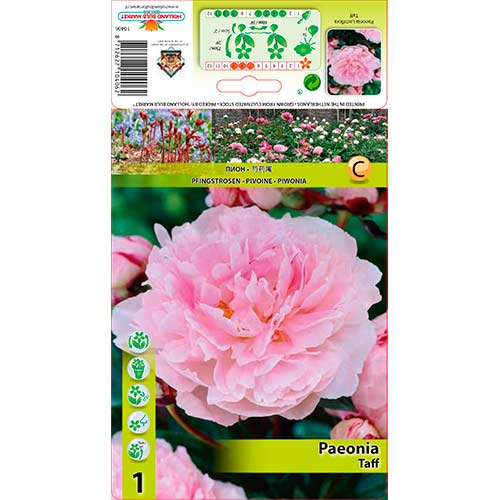 Pojeng Taff interface.art foto 1 Pojeng Taff interface.image 1 interface.art 76341
