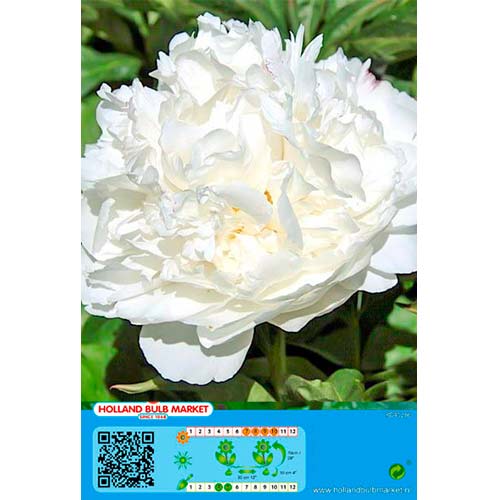 Pojeng White interface.image 1 interface.art 76487