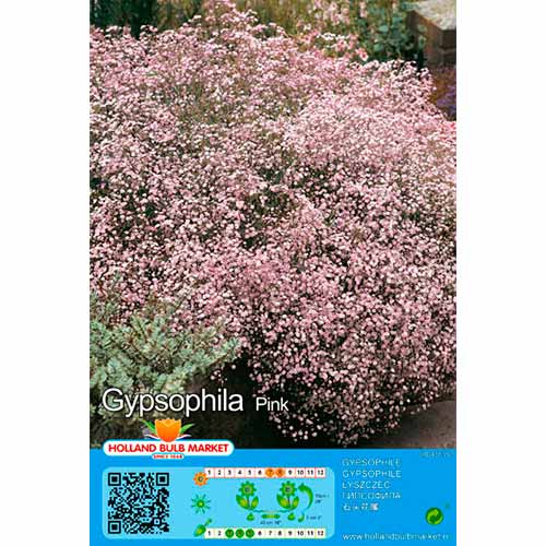 Pööris-kipslill Pink interface.art foto 1 Pööris-kipslill Pink interface.image 1 interface.art 76453