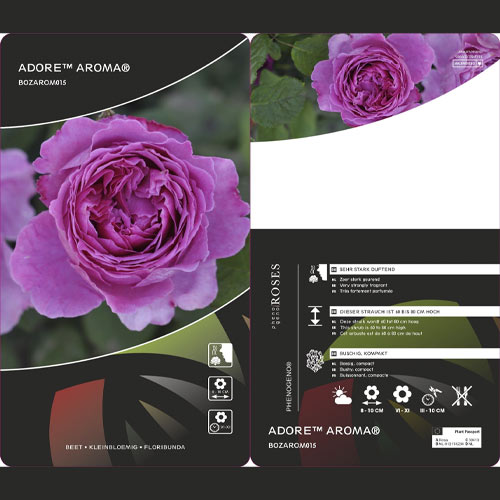 Floribunda roos Adore Aroma®, С3 interface.image 3 interface.art 2065