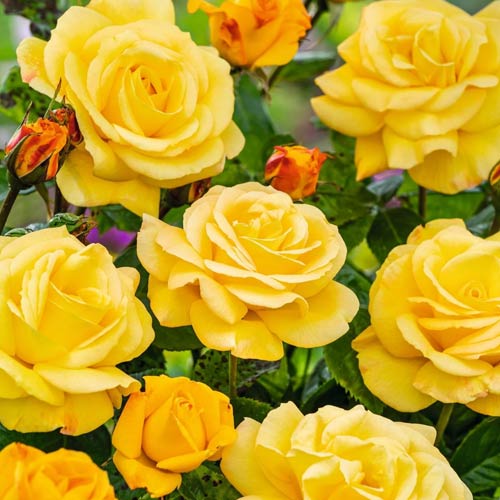 Suureõieline roos Arthur Bell interface.image 1 interface.art 2188