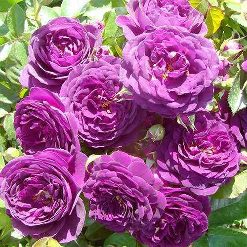 Floribunda roos Blue & Violet, C3 interface.art foto 1 Floribunda roos Blue & Violet, C3 interface.image 1 interface.art 3607