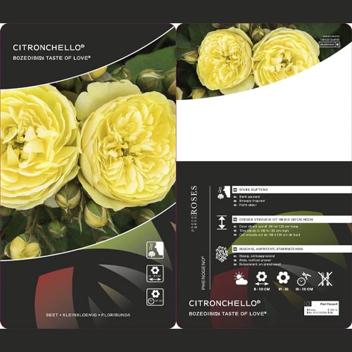 Floribunda roos Citronchello™, С3 interface.art foto 2 Floribunda roos Citronchello™, С3 interface.image 2 interface.art 5821