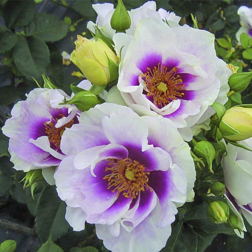 Floribunda roos Eyes for You®, C5 interface.art foto 2 Floribunda roos Eyes for You®, C5 interface.image 2 interface.art 5507