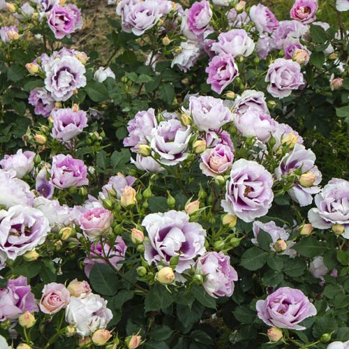 Floribunda roos Eyes for You®, C5 interface.art foto 3 Floribunda roos Eyes for You®, C5 interface.image 3 interface.art 5507