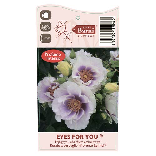 Floribunda roos Eyes for You®, C5 interface.art foto 5 Floribunda roos Eyes for You®, C5 interface.image 5 interface.art 5507