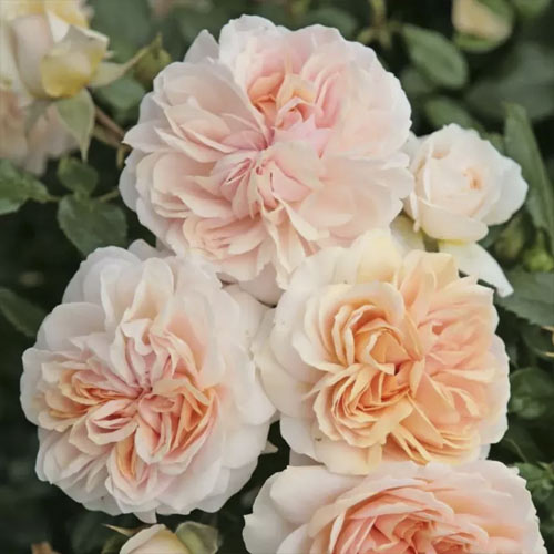 Floribunda roos Garden of Roses ®, C5 interface.art foto 1 Floribunda roos Garden of Roses ®, C5 interface.image 1 interface.art 5822