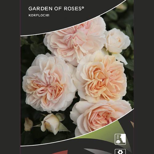 Floribunda roos Garden of Roses ®, C5 interface.art foto 2 Floribunda roos Garden of Roses ®, C5 interface.image 2 interface.art 5822