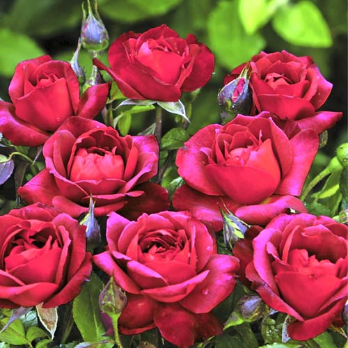 Floribunda roos Hot Cocoa®, C5 interface.art foto 1 Floribunda roos Hot Cocoa®, C5 interface.image 1 interface.art 5509