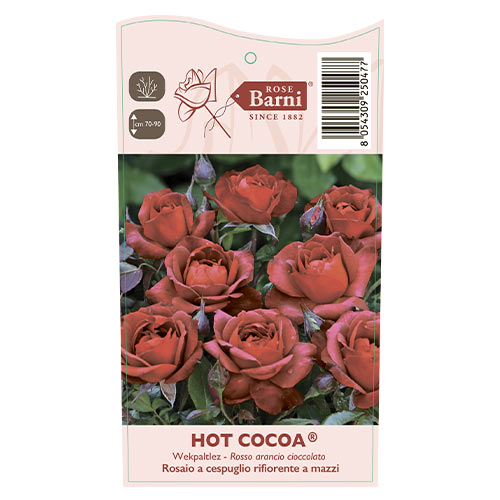 Floribunda roos Hot Cocoa®, C5 interface.art foto 5 Floribunda roos Hot Cocoa®, C5 interface.image 5 interface.art 5509