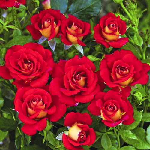 Floribunda roos Ketchup & Mustard®, C5 interface.art foto 1 Floribunda roos Ketchup & Mustard®, C5 interface.image 1 interface.art 5512