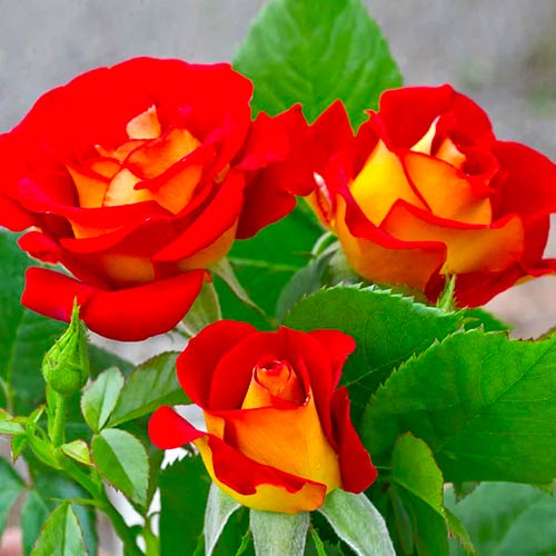 Floribunda roos Ketchup & Mustard®, C5 interface.art foto 2 Floribunda roos Ketchup & Mustard®, C5 interface.image 2 interface.art 5512