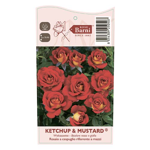 Floribunda roos Ketchup & Mustard®, C5 interface.art foto 4 Floribunda roos Ketchup & Mustard®, C5 interface.image 4 interface.art 5512