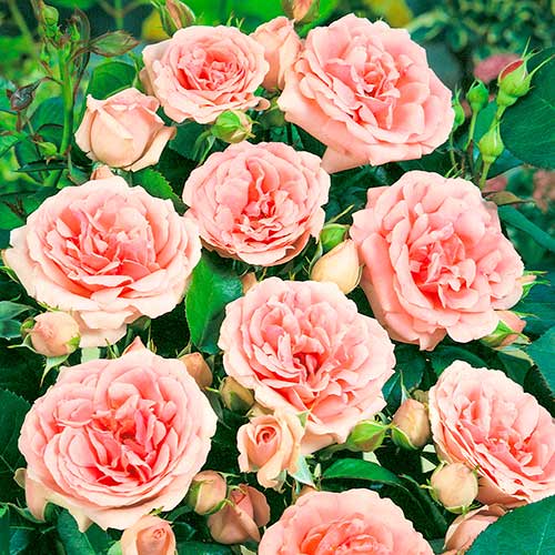 Floribunda roos Kimono, root ball interface.image 1 interface.art 2253