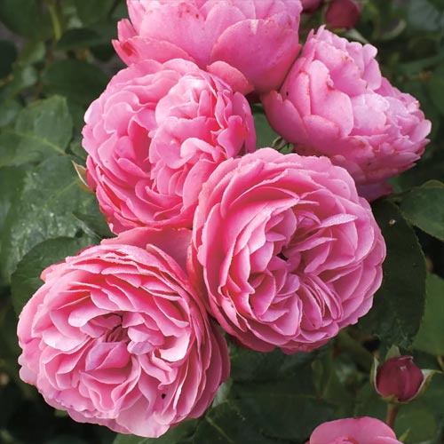 Floribunda roos Leonardo da Vinci ®, C3 interface.art foto 1 Floribunda roos Leonardo da Vinci ®, C3 interface.image 1 interface.art 4553